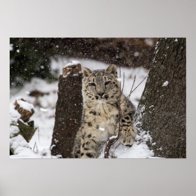 Snow Leopard Cub Poster (Framsidan)