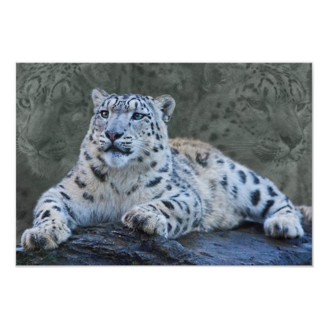 Snow Leopard Drömmar Tryck (Framsidan)