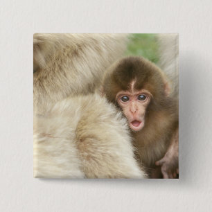 Snow Monkey Baby, Jigokudani, Nagano, Japan Knapp