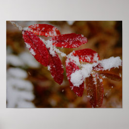Snow on Red Leaves Poster