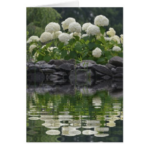 Snowball Bush Hydrangea OBS Kort