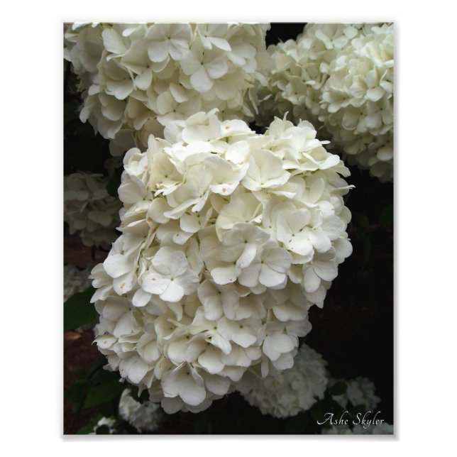 Snowball Träd Fototryck (Framsidan)