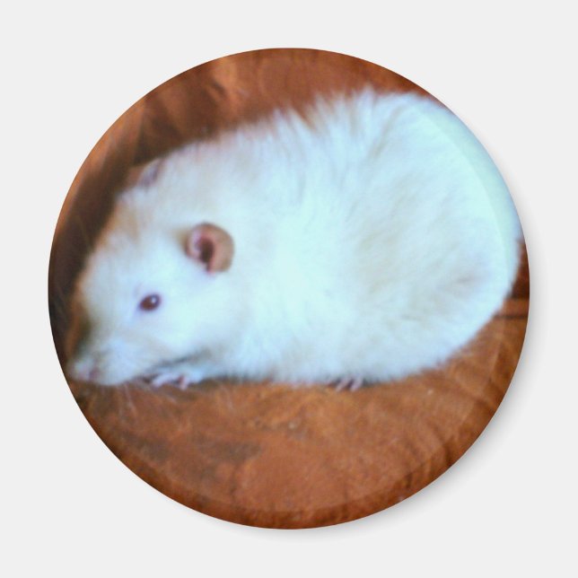 Snowball White Råtta Magnet (Framsidan)
