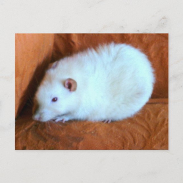 Snowball White Råtta vykort (Framsida)