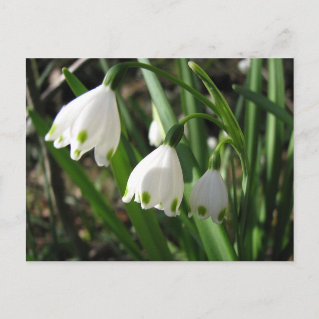 Snowbells Vykort (Framsida)