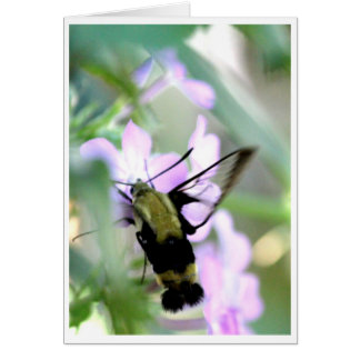 Snowberry Clearwing Hummingbird Moth Hälsningskort