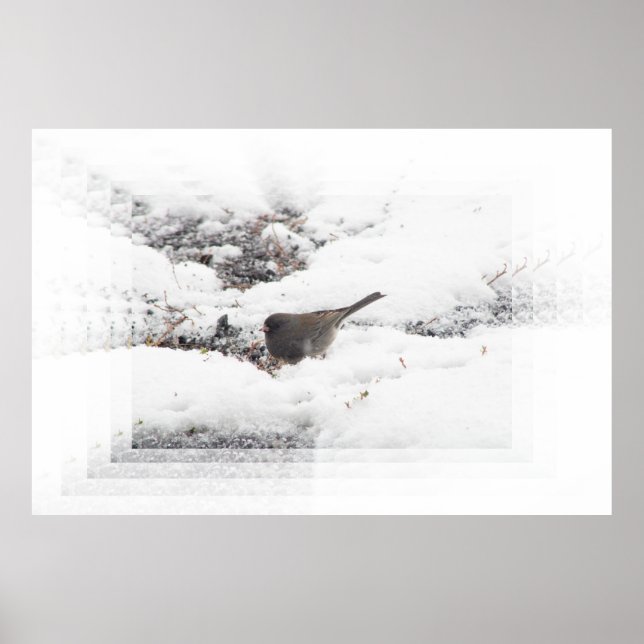 Snowbird 01 poster (Framsidan)