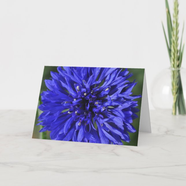 Snowcatcher Cornblomma Birthday Card Kort (Framsida)