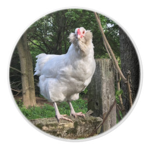 Snowden Ameraucana ansikte höger knop Knopp