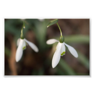 Snowdrop blommor fototryck