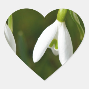 Snowdrop blommor hjärtformat klistermärke
