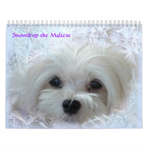 Snowdrop den maltesiska kalendern kalender
