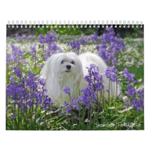 Snowdrop den maltesiska kalendern kalender