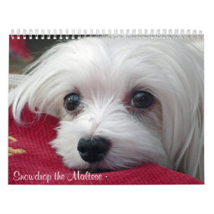 Snowdrop den maltesiska kalendern kalender