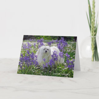 Snowdrop det maltesiska hälsningkortet kort