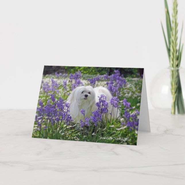 Snowdrop det maltesiska hälsningkortet kort (Framsida)