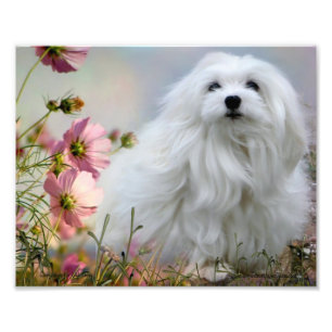 Snowdrop det maltesiska trycket fototryck