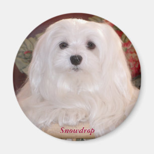 Snowdrop det maltesiskt magnet