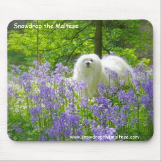 Snowdrop det maltesiskt musmatta