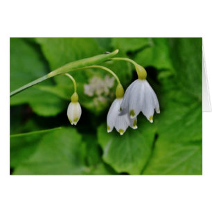 Snowdrop gåvakort hälsningskort