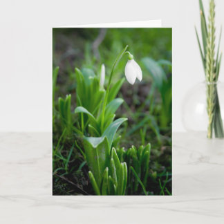 Snowdrop hälsningkort | Grusskarte Schneegloeckch Kort
