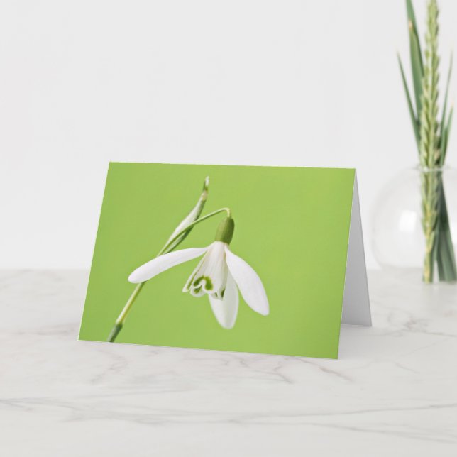 Snowdrop Kort (Framsida)