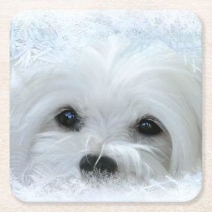 Snowdrop the Maltese Underläggs Underlägg Papper Kvadrat