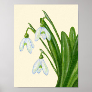 Snowdrops art print. poster