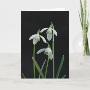 Snowdrops hälsningkort kort