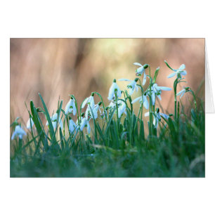 Snowdrops i vår hälsningskort