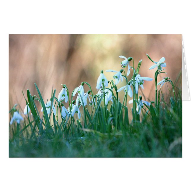 Snowdrops i vår hälsningskort (Framsidan Horizontal)
