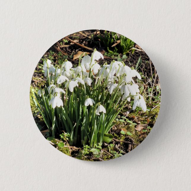 SNOWDROPS KNAPP (Framsida)
