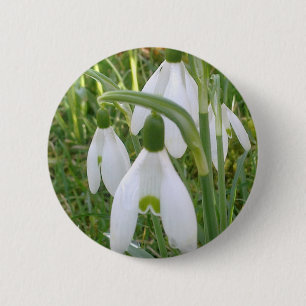 Snowdrops knäppas knapp