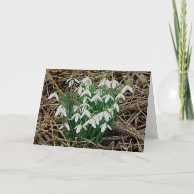 Snowdrops kort (Framsida)