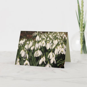 Snowdrops kort