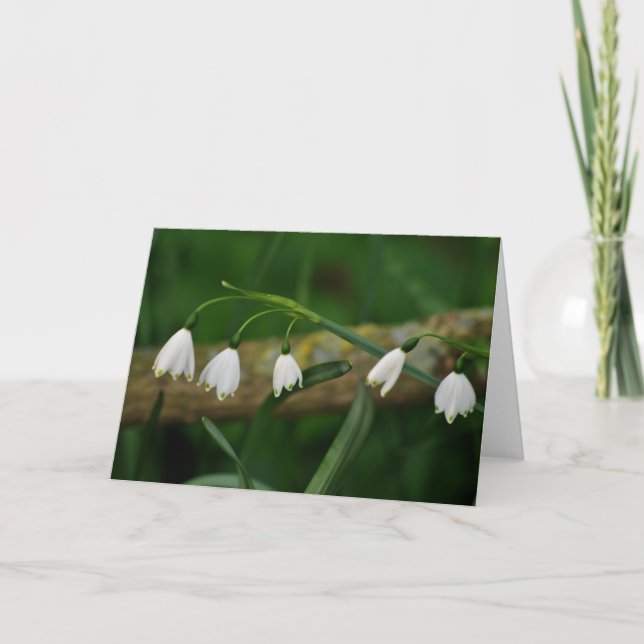 Snowdrops Kort (Framsida)