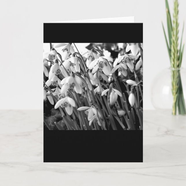 Snowdrops Kort (Framsida)