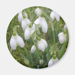 Snowdrops magnet