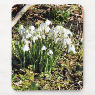 SNOWDROPS MUSMATTA