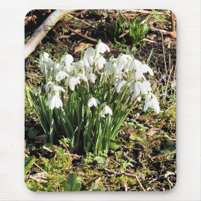 SNOWDROPS MUSMATTA (Framsidan)
