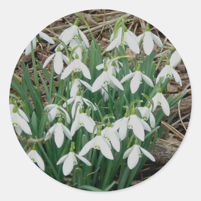 Snowdrops Stickers Runt Klistermärke (Framsida)