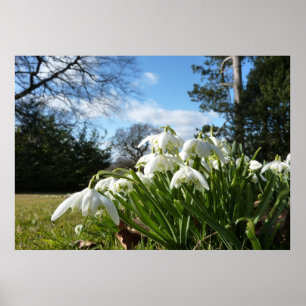 Snowdrops under äppleträd poster