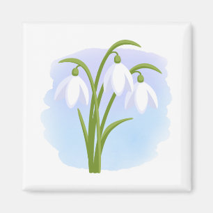 Snowdrops - vår blommor på vattenfärgblått magnet