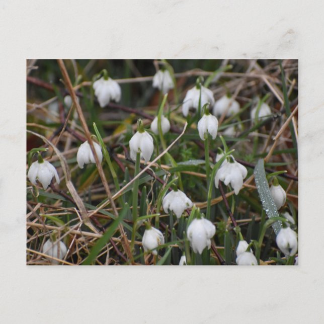 Snowdrops  vykort (Framsida)