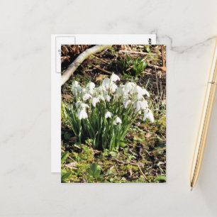 SNOWDROPS VYKORT