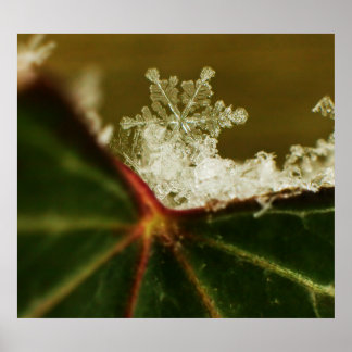 Snowflake 2009 Snöstorm Poster