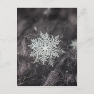 Snowflake Lagrar - Makro Vykort