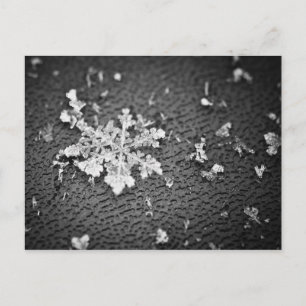 Snowflake Vykort
