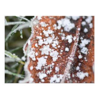 Snowflakes  fototryck