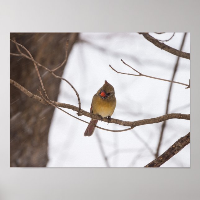 Snowing säger än en gång, fru Cardinal Poster (Framsidan)